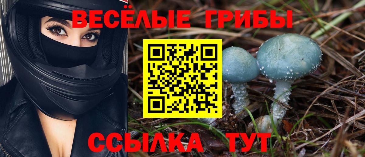 Сунжа  Галлюциногенные грибы Psilocybine cubensis  Вход с VPN  Галлюциногенные грибы Cubensis 